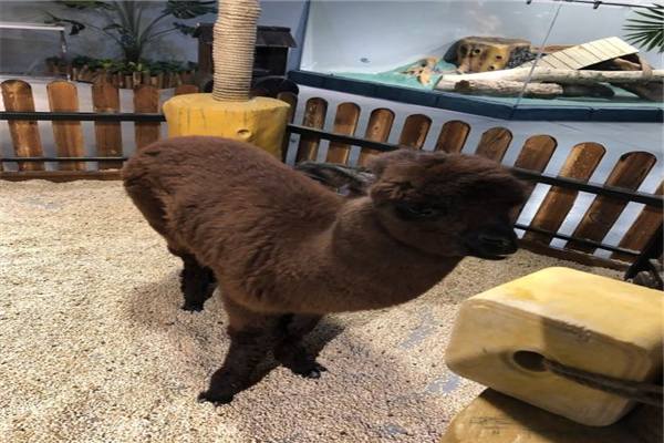 长春未来动物城电子门票凭验证码换票入园随买随用